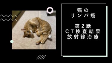 猫がリンパ癌になった。大学病院でのCT検査結果放射線治療